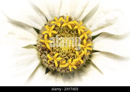 Primo piano di una zinnia bianca (zinnia comune) con petali e vasi di polline giallo Foto Stock