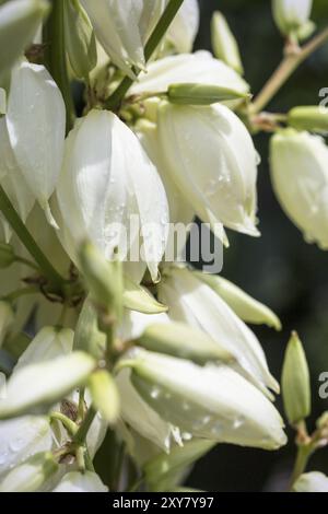 Fiori di un giglio di palma (Yucca filamentosa) nel giardino Foto Stock