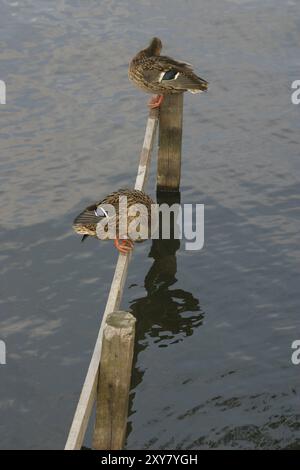 Due mallards su una recinzione in acqua Foto Stock