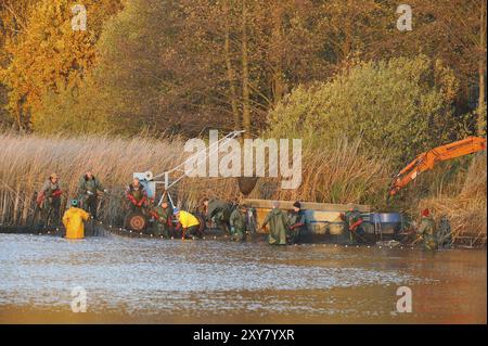 I pescatori pescano uno stagno nell'alta Lusazia Foto Stock