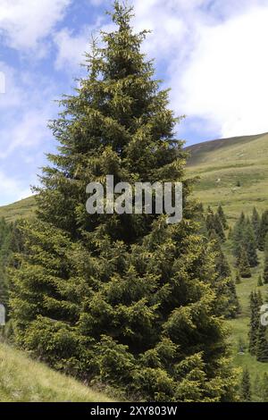 Free-standing conifera gigante in montagna Foto Stock