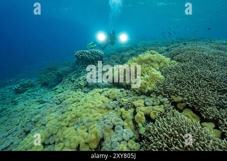 Tim Laman, produttore di film sulla fauna selvatica, che filma coralli incontaminati nella barriera corallina di Raja Ampat, Indonesia. Foto Stock