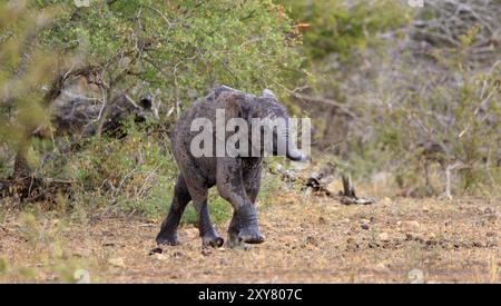 Il piccolo elefante corre dietro al suo branco Foto Stock