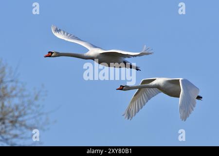 Cigni muti in volo. Cigno muto in volo Foto Stock