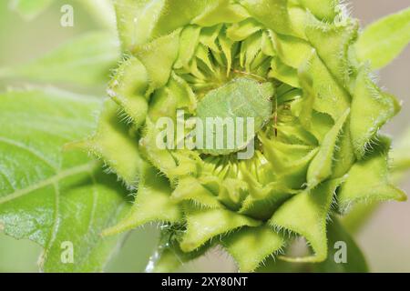 Larva del bug dello scudo verde. Insetto puzzolente verde su un insetto dahlia.green scudo su un fiore Foto Stock