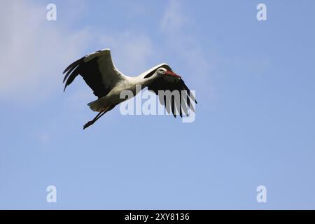 Flying cicogna bianca Foto Stock