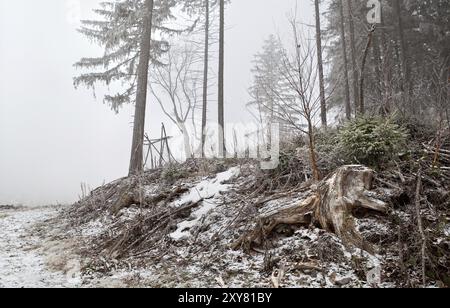 Tempesta di neve nella foresta di conifere selvaggia, montagne Harz Foto Stock