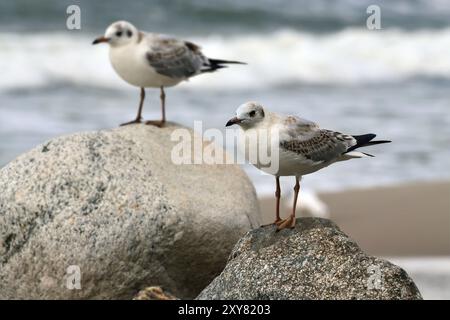 Due gabbiani seduti sulle rocce closeup Foto Stock