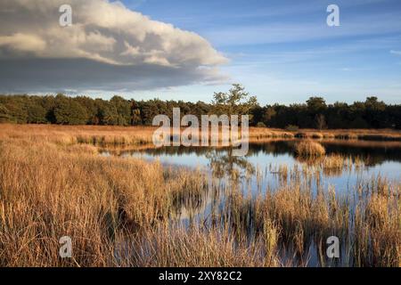 Lago di palude prima del tramonto, Dwingelderveld, Paesi Bassi Foto Stock