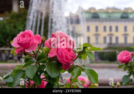 Le rose rosa fioriscono nel giardino delle rose. Terry fiori di una rosa inglese cespuglio. Foto Stock