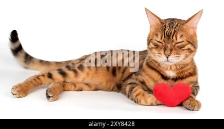 Gatto del Bengala con cuore di peluche rosso isolato su sfondo bianco. Foto Stock