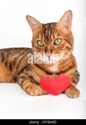 Gatto del Bengala con cuore di peluche rosso isolato su sfondo bianco. Foto Stock