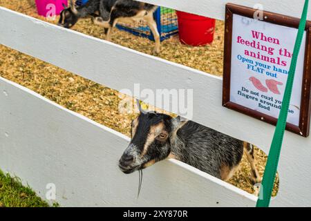 Dar da mangiare alle capre Foto Stock