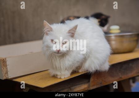 Angora turca , gatto persiano , gatto Van . Bellissimo gatto turco bianco con occhi marroni rilassanti. Van Provence Turchia (Turkiye) Foto Stock