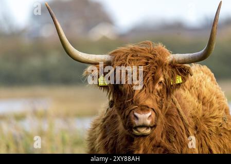 Den Helder, Paesi Bassi. Novembre 2022. Bestiame Highlander in natura Foto Stock