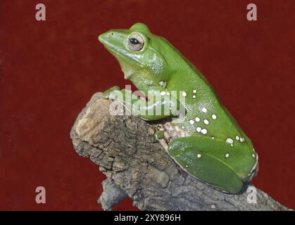 Rana con le dita di corallo Foto Stock