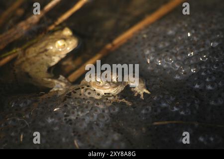 I grumi di rana provengono da rane d'erba, ma le due rane nell'immagine sono rospi comuni. Questa acqua riproduttiva è condivisa da tre specie di rane: Foto Stock