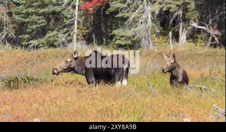 Famiglia Moose nel parco provinciale di Algonquin in Canada Foto Stock