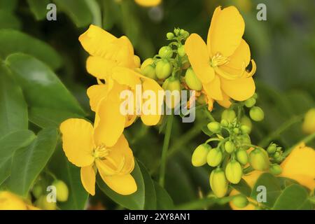 Cassia Corymbosa o Senna, primo piano Foto Stock