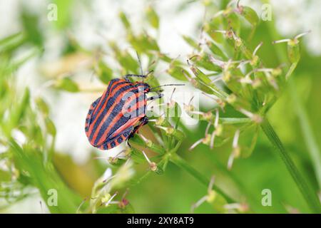 Macro di un bug stripe. Macro di un Graphosoma lineatum Foto Stock