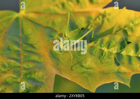 Grasshopper su una foglia d'acero al sole della sera piccola cavalletta verde divertente seduta su una foglia verde Foto Stock