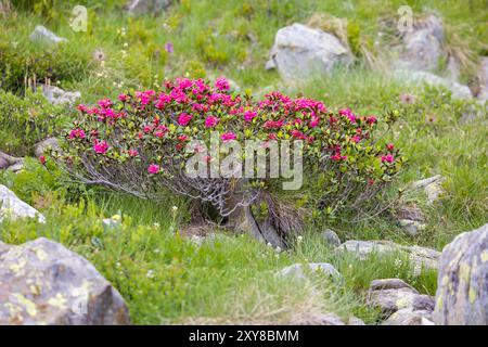 un cespuglio di rosa alpina dalle foglie rosse e arrugginite tra rocce alla luce del sole Foto Stock