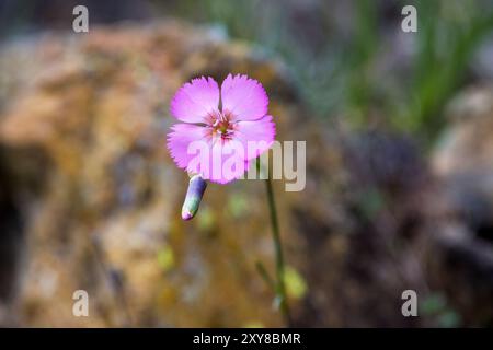 vista dall'alto di un garofano alpino rosa con una fioritura intatta di fronte a uno sfondo scuro e sfocato Foto Stock