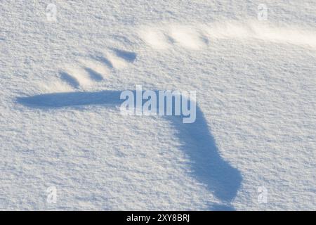 Strutture innevate in un torrente ghiacciato, Parco Nazionale Muddus, Laponia Patrimonio dell'Umanità, Norrbotten, Lapponia, Svezia, ottobre 2012, Europa Foto Stock