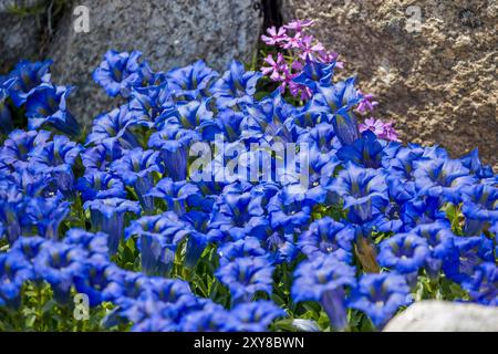 un tappeto di fiori di genziana blu alpina alla luce del sole Foto Stock