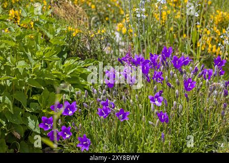 un tappeto di fiori viola del campanello alpino con altri fiori selvatici Foto Stock