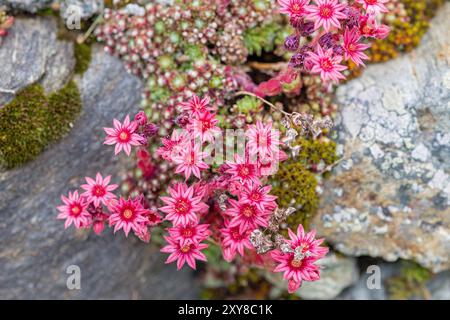 vista dall'alto sui fiori rosa di un ospite su un terreno roccioso alla luce del sole Foto Stock