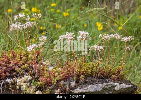 una fila di pietra bianca su una pietra di fronte a uno sfondo sfocato verde brillante Foto Stock