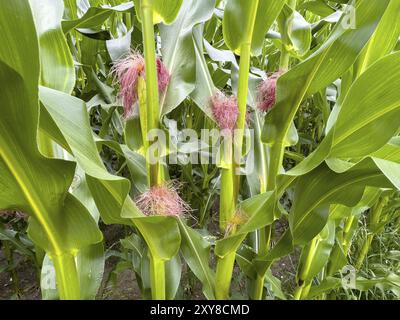 Diversi fiori femminili sotto forma di piccoli gruppi di sottili filamenti rossi nell'asse delle foglie del mais (Zea mays), internazionale Foto Stock