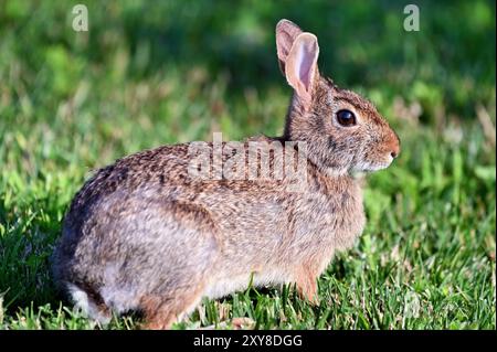 Wheaton, Illinois, Stati Uniti. Coniglio Cottontail che si forgia per il cibo in un ambiente suburbano. Foto Stock