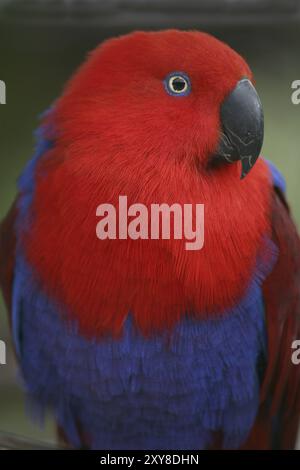 Eclectus roratus (femmina), il maschio è di colore completamente diverso (verde con fianchi rossi e becco superiore giallo). A causa di queste diverse colorazioni Foto Stock