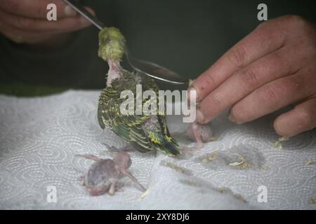 Dare da mangiare alle ragazze budgie Foto Stock