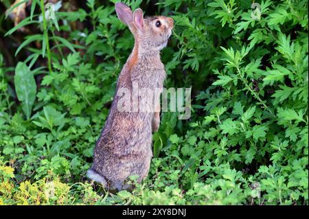 Wheaton, Illinois, Stati Uniti. Coniglio Cottontail che si forgia per il cibo in un ambiente suburbano. Foto Stock