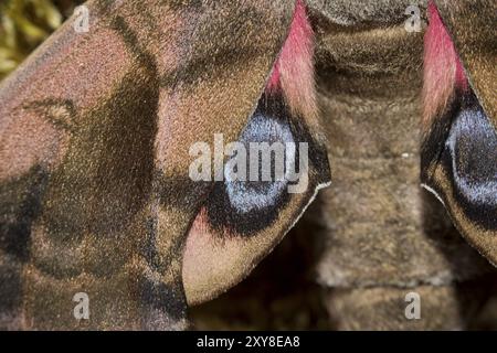 Sera a pavone, Smerinthus ocellata, falena degli occhi Foto Stock