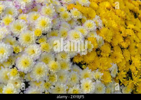 Mamme gialle e bianche in mostra al Farmer's Market nella Pennsylvania rurale Foto Stock