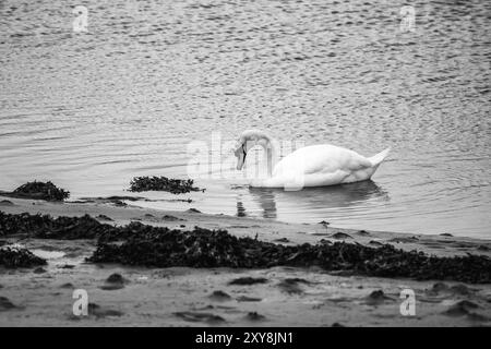 Un cigno bianco galleggia sulla superficie di un corpo d'acqua. Il collo è allungato. L'acqua è ondulata e la costa è sabbiosa. Ci sono dei foo Foto Stock