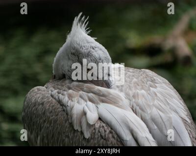 Grande pellicano bianco che dorme su un albero sullo sfondo di foglie verdi. Foto Stock