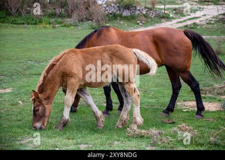 Un puledro e un cavallo adulto pascolano nel verde campo di Pescocostanzo, Abruzzo, Italia Foto Stock