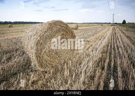 Rotoli di fieno su un campo falciato nell'agosto 2024 vicino alla zona rurale di Belogorodka nella regione di Kiev in Ucraina non lontano dall'autostrada da Kiev a Fastiv. Foto Stock