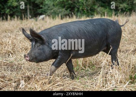 Suinetta nera Berkshire Foto Stock