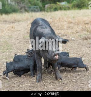 maiale nero del berkshire che dà da mangiare ai suoi suinetti in un'unità all'aperto Foto Stock