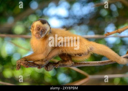 Scimmia cappuccina, in un albero di mangrovie nello stato di Maranhao, Brasile. Foto Stock
