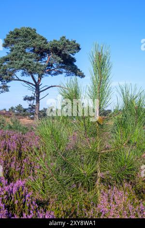 Nuovo tiro di pino marittimo / pino grappolo (Pinus pinaster), rigenerazione dopo un incendio in estate a Kalmthoutse Heide / Kalmthout Heath, Belgio Foto Stock