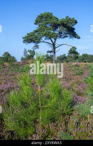 Nuovo tiro di pino marittimo / pino grappolo (Pinus pinaster), rigenerazione dopo un incendio in estate a Kalmthoutse Heide / Kalmthout Heath, Belgio Foto Stock