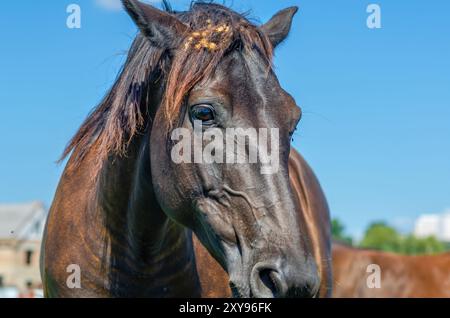 Ritratto di cavallo. Cavallo marrone in natura sullo sfondo di case sfocate e cielo blu. Vista frontale Foto Stock