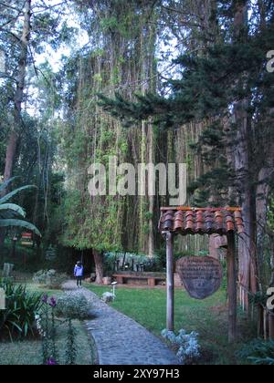 Una lunga pianta di cisso appesa ad un albero nel Giardino Botanico di Loja, Ecuador Foto Stock